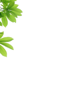 leaf-image