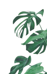 leaf-image